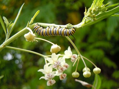 Wildlife plant worm