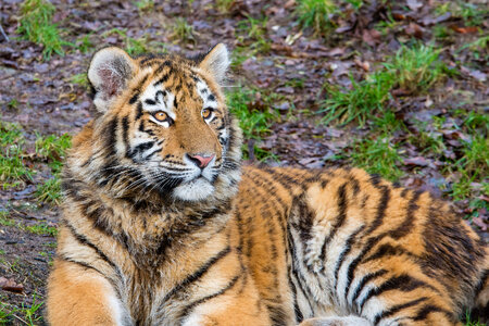 Siberian Tiger Cub photo