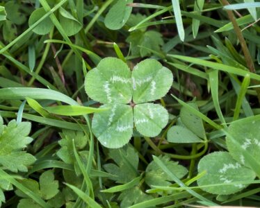 Grass plant design photo