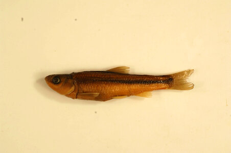 Hybognathus hankinsoni-3