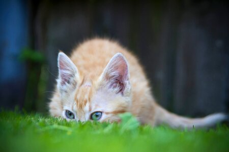 Funny animal kitten
