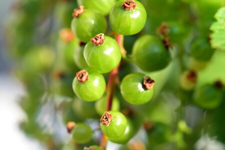 Apple berry currant