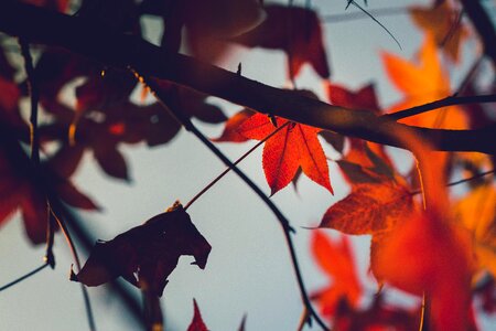 Tree fall orange