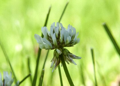 Pointed flower grassland plant fabaceae photo