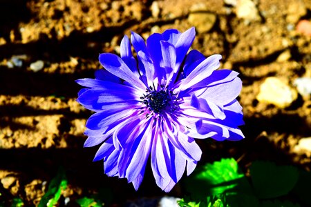 Blue flower spring photo