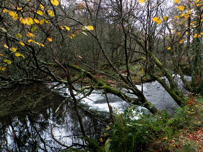 Autumn branch creek