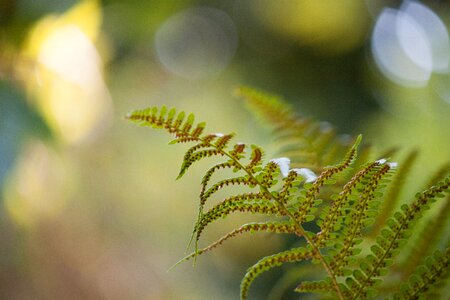 Macro close detail