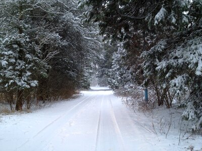 Forrest winter trees nature photo