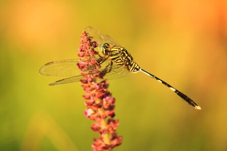 Dragonfly kebo banyumas jateng