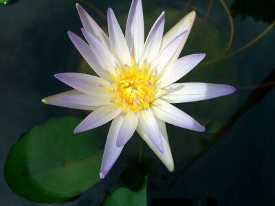 Blossom bloom lotus photo