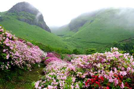 Azalea flowers fog