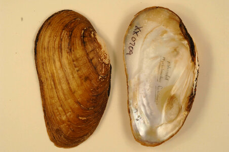 Ptychobranchus fasciolaris-1