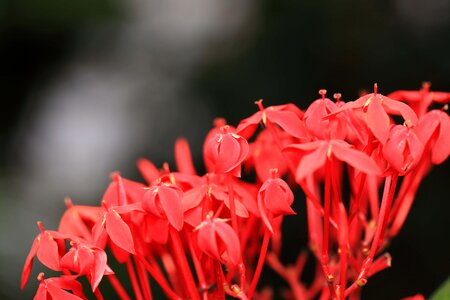 Beautiful Flowers bloom blooming photo