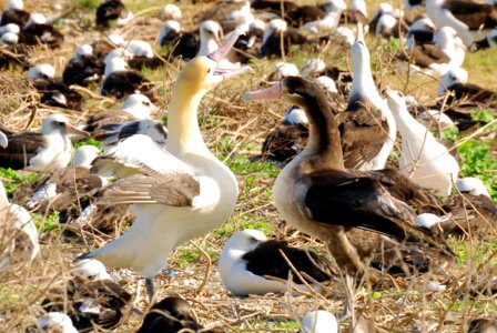 Albatross couple dance
