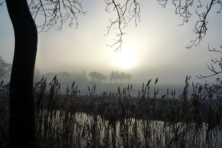 Fog grass lawn photo