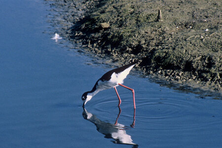 Black-necked stilt drinking from lake photo