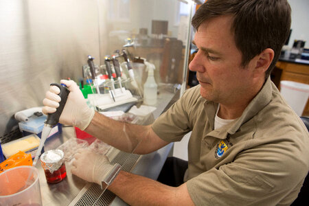 FWS biologist propagates freshwater mussels in a labratory-1