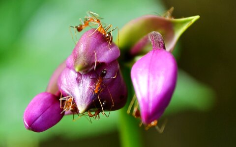 Flowers blossoms blossom photo