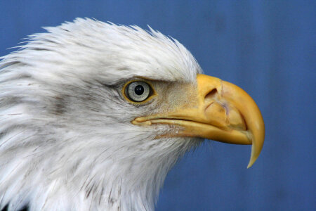 Bald Eagle-1 photo