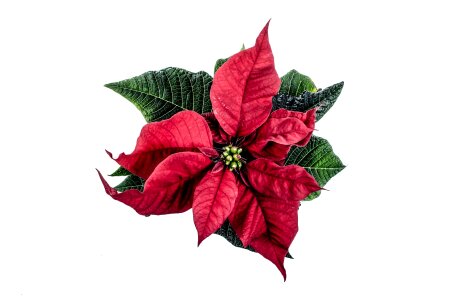 Isolated white poinsettia flower natural photo