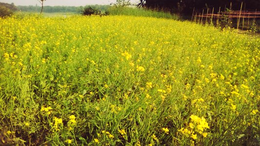 Beautiful Bangladesh photo