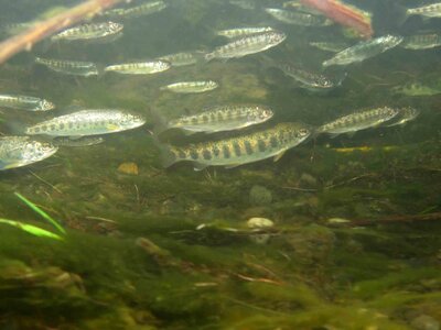 Oncorhynchus Tshawytscha Oncorhynchus tshawytscha salmon photo