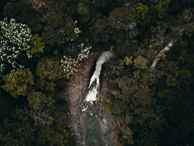 Aerial black flowers photo