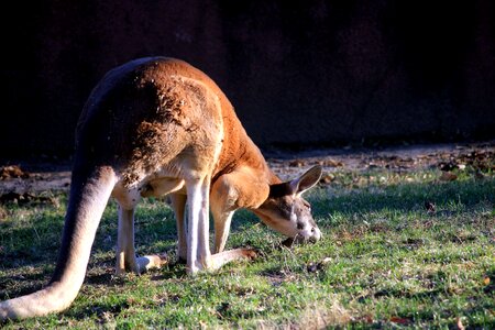 Animal australian kangaroo