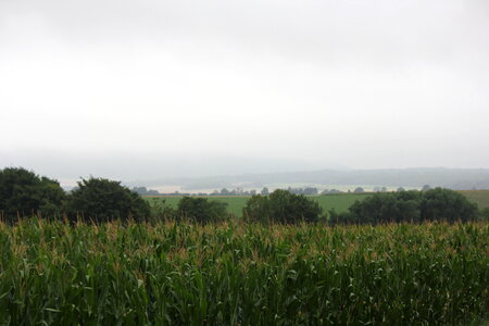 Corn fields on a rainy day photo