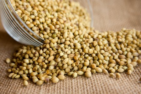 Ingredient herb fresh