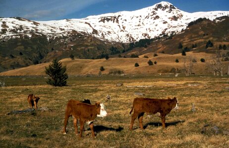 Cattle domestic 