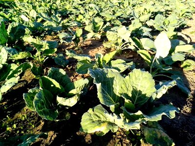 Cabbage organic 