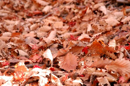 Red and Orange Autumn Leaves Background