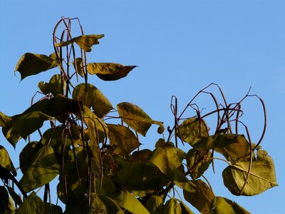 Ornamental fruits tree