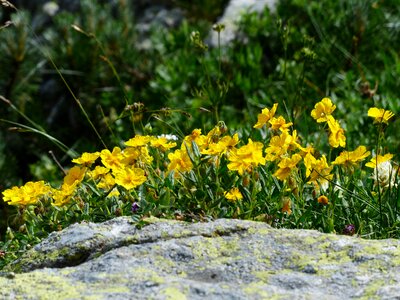 Bloom yellow alpine flower photo