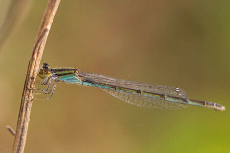 Female Widow Skimmer photo