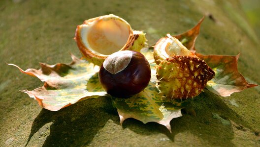 Autumn chestnut kernel