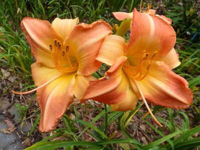 Beautiful beautiful flowers biology