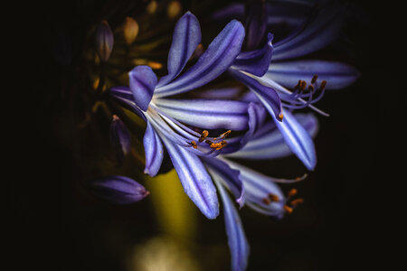 Purple Lily Flower photo