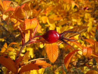 Red autumn garden