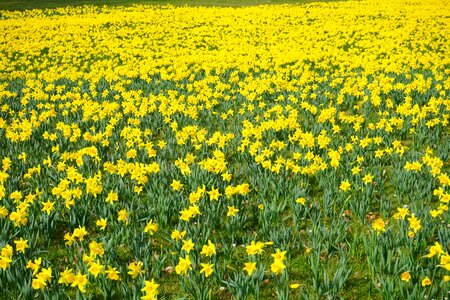 Blütenmeer narcissus pseudonarcissus daffodil