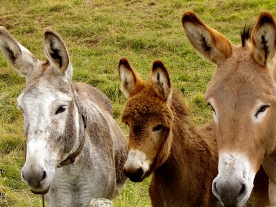 Donkeys animals family