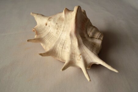 Conch decoration distorted shape photo