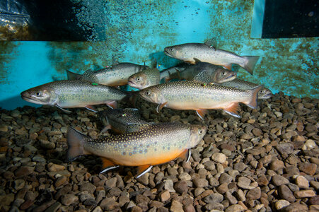 Brook trout-4 photo