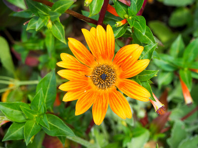 Orange Flower photo