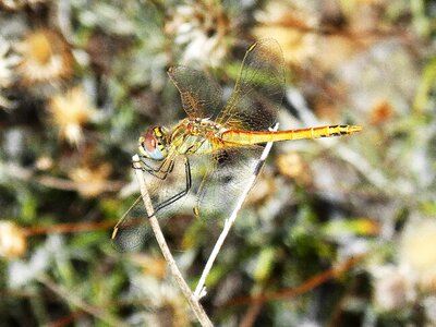 Wings bello libellulidae photo