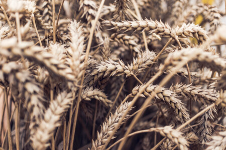 Wheat Field Ears Closeup photo
