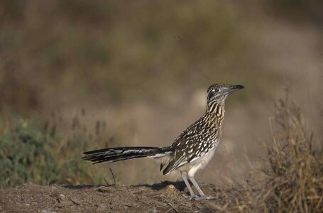 Background bird Geococcyx cuckoos