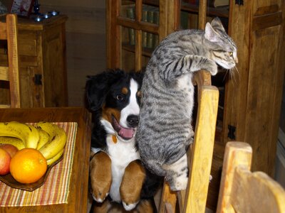 Young dog cat