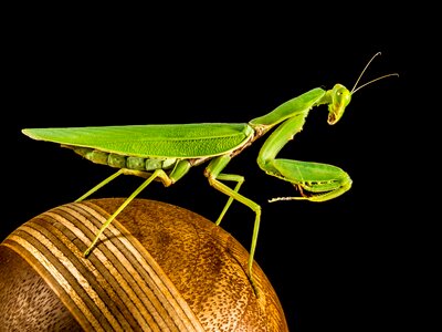 Fishing locust green close up